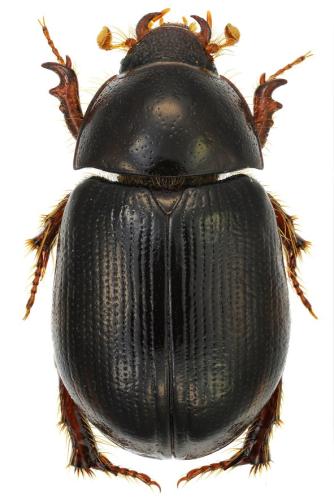 Hybosorus illigeri